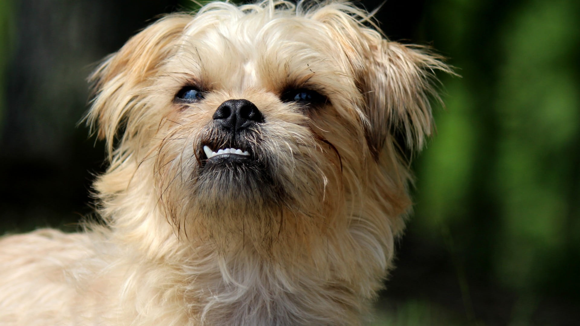 Carla Brussels Griffon